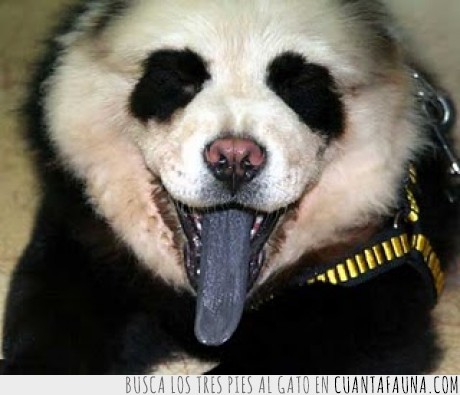 rock,perro,oso panda,kiss,chow chow