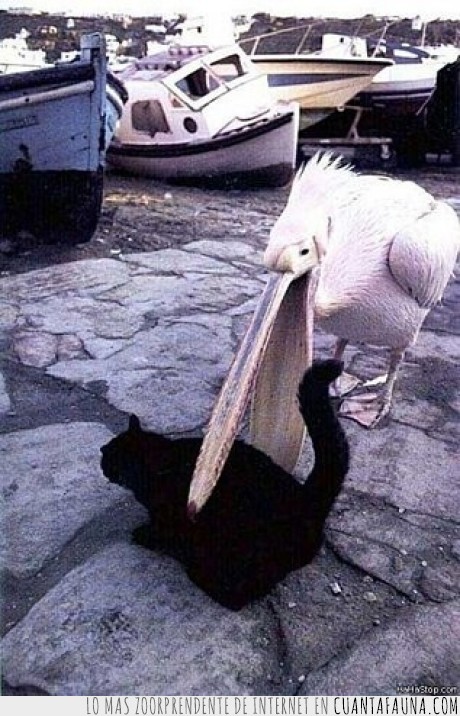 pelicano,peces,gato,comer