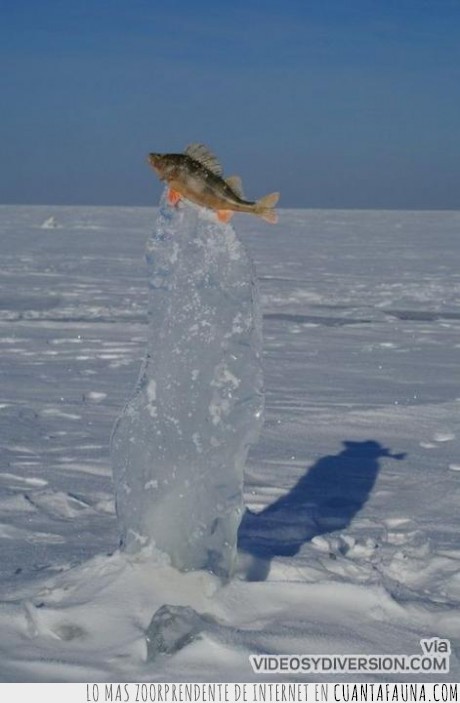 pez,hielo