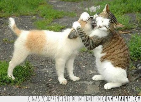 abrazo,gato,perro