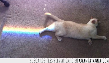 Nyan Cat,arcoiris,gato