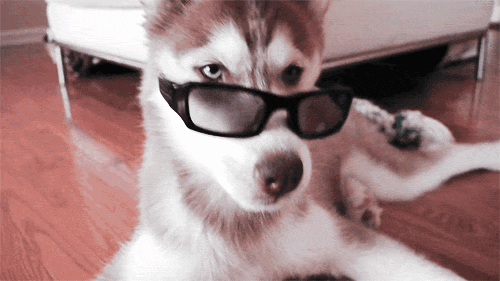 Resultado de imagen para perro hipster GIF
