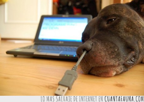 conexión,perro,USB,computadora