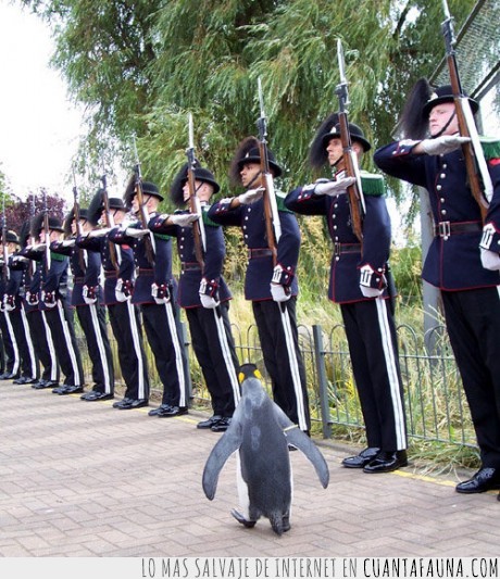 guardia,legado,pingüino,emperador