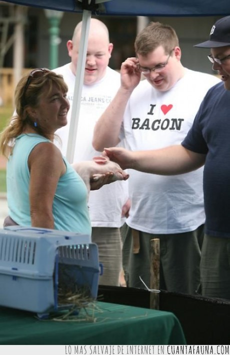cerdo,camiseta,bacon,amor