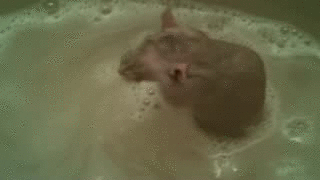 agua,baño,ducha,rata