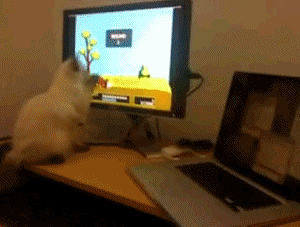 videojuego,pantalla,gato