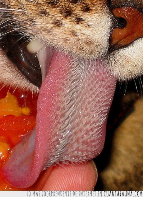 áspera,lengua,gato