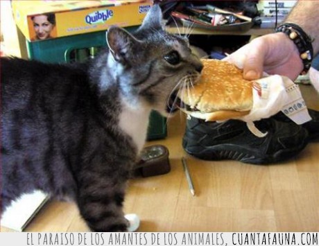 hamburgesa,dieta americana,gato