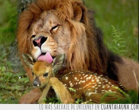leon,buscarse la vida,bambi