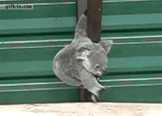 riesgo,Koala