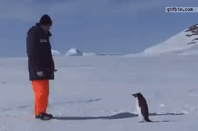 Caida,pinguino