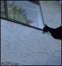 gato,ventana