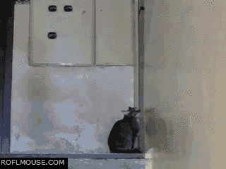 gato,puerta,abrir