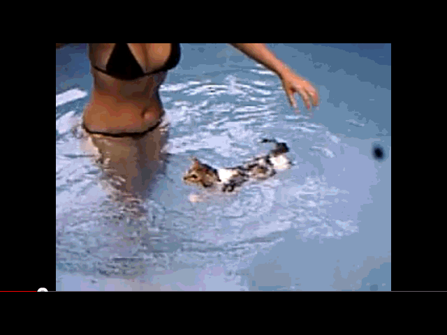 gato,agua,nadador