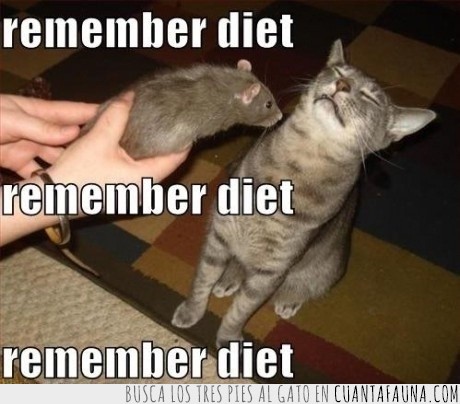 gato,raton,dieta,recordar