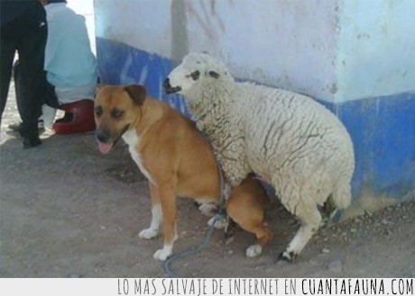 perro,animal,oveja