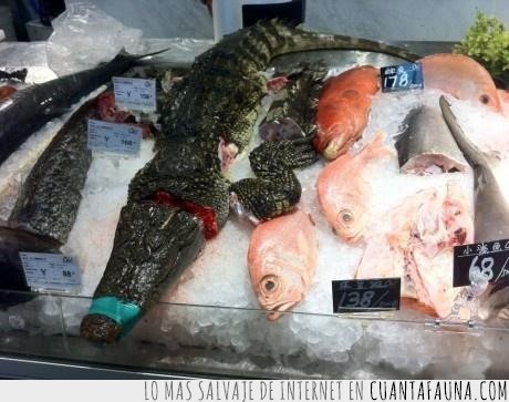 pescadería,china,cocodrilo