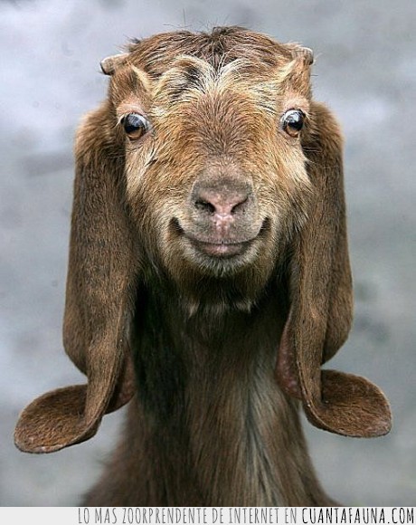 17834 - ESTUDIAR VETERINARIA - Te permite decir que una cabra se ha comido tus apuntes sin que la gente se e