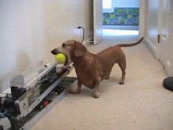 perro,máquina,pelota
