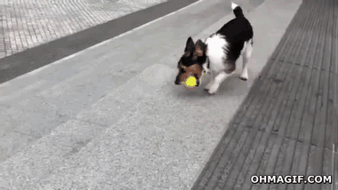 escaleras,pelota,perro