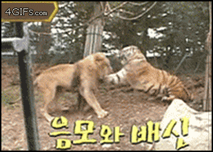 leon,tigre,paliza
