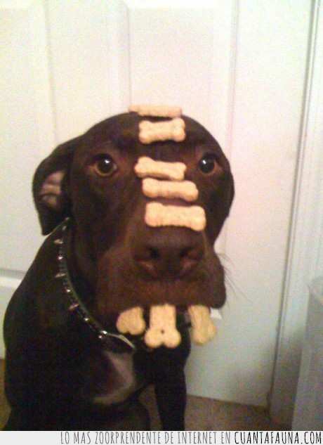 control,perro,galletas