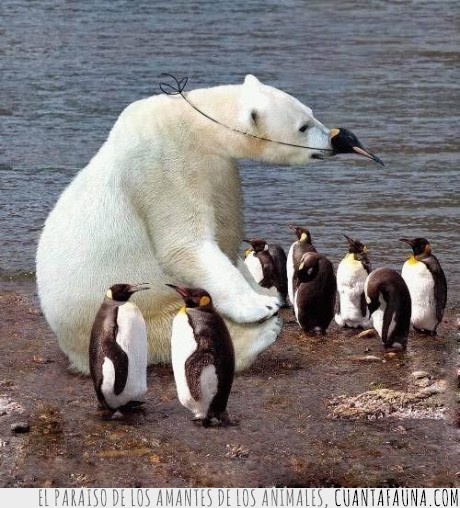 pinguino,infiltrado,oso polar