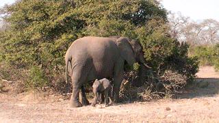 madre,correr,elefante