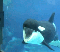 orca,risa,zoo