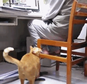 gato,hombre,computadora,atencion