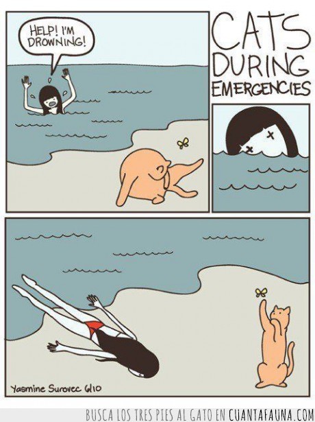 gato,ahogar,mar,amigo