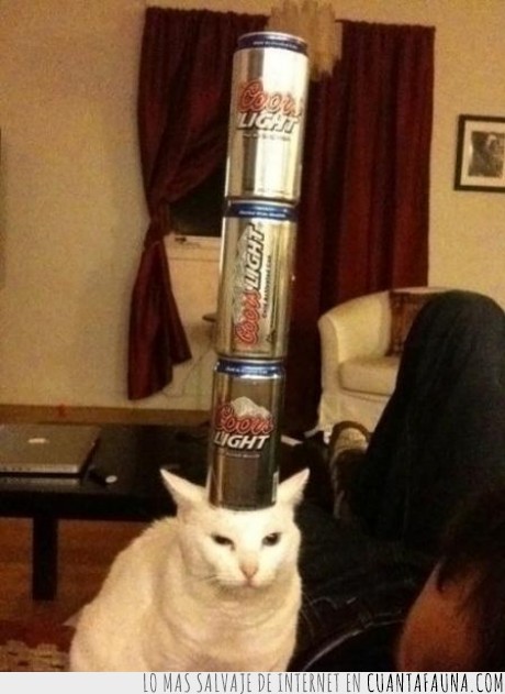 equilibrio,cabeza,latas,cerveza,gato