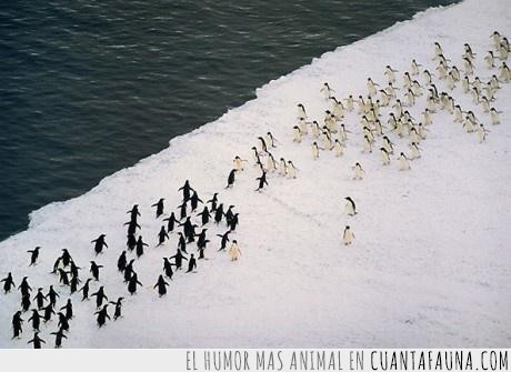 300,guerra,pinguinos,pingüino