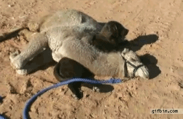 camello,dormido,perro,desierto