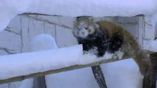 nieve,panda rojo,animal,hielo,resbalar