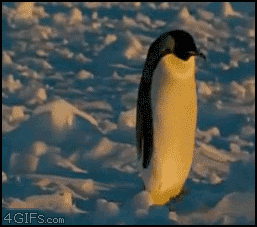 pingüino,lunes,caída