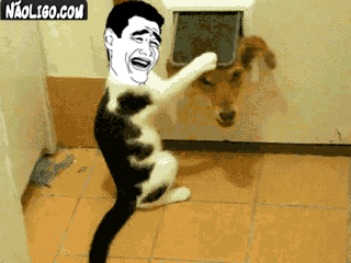 gato,meme,yao ming,perro,pasar,puerta del perro