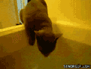 gato,bañera,agua