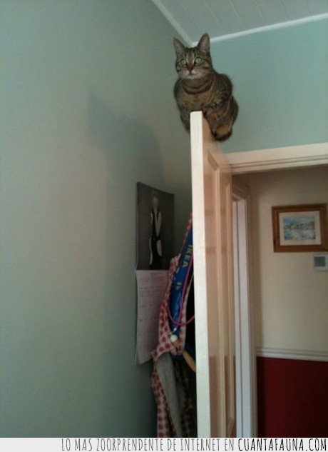 puerta,planking,gato