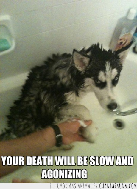 perro,baño,muerte,venganza