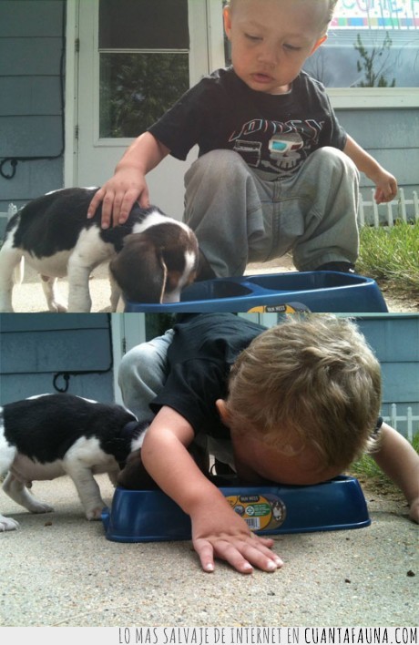imitación,beagle,bebé,perro,comer