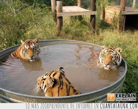baño,bañera,tigre,refran