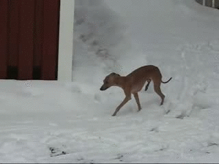perro,a dos patas,nieve,maniático