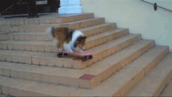 bajar,monopatín,escaleras,patín,skater,skate,perro,lassie