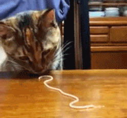 espaguetti,gato