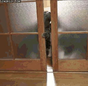 escapar,gatito,miau :3,puerta