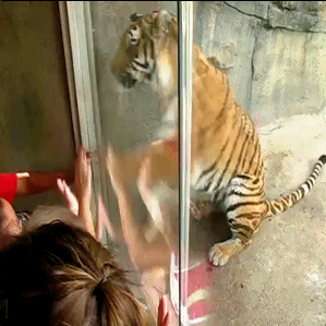 tigre,zoo,cristal,niños