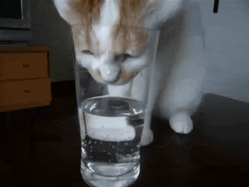 agua,beber,gato,sed,vaso