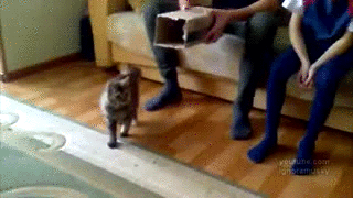 entrar,caja,gato
